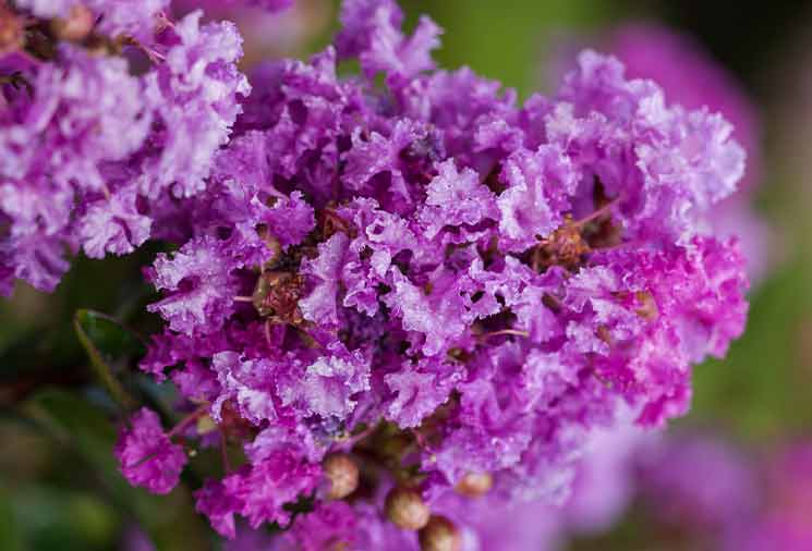 Crape Myrtle Planting & Care