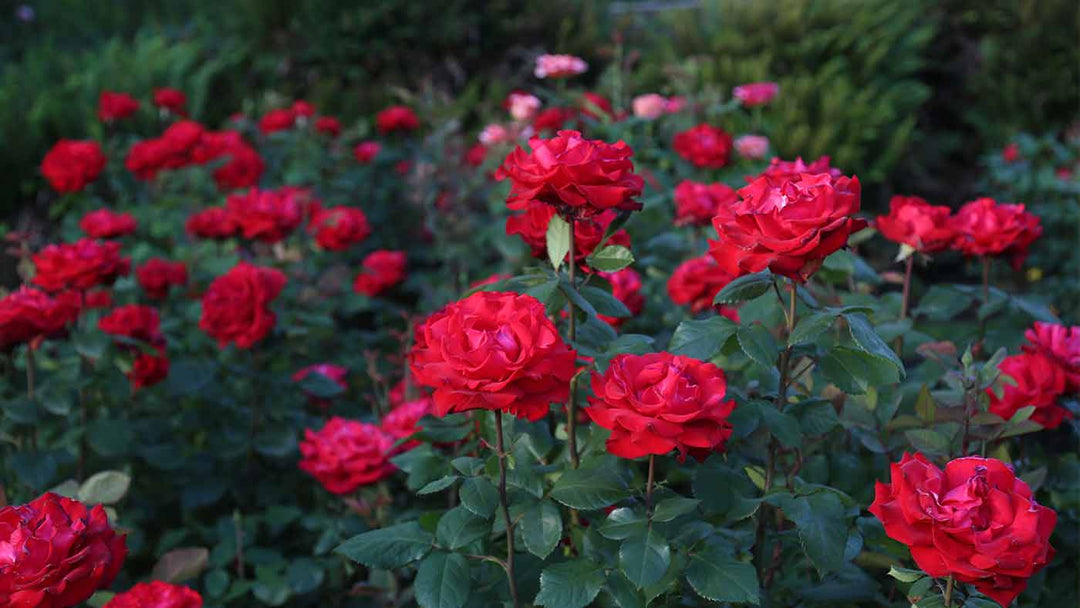 Deadheading Roses tips