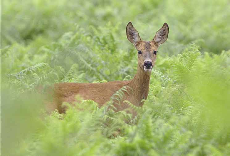 protect roses from deer