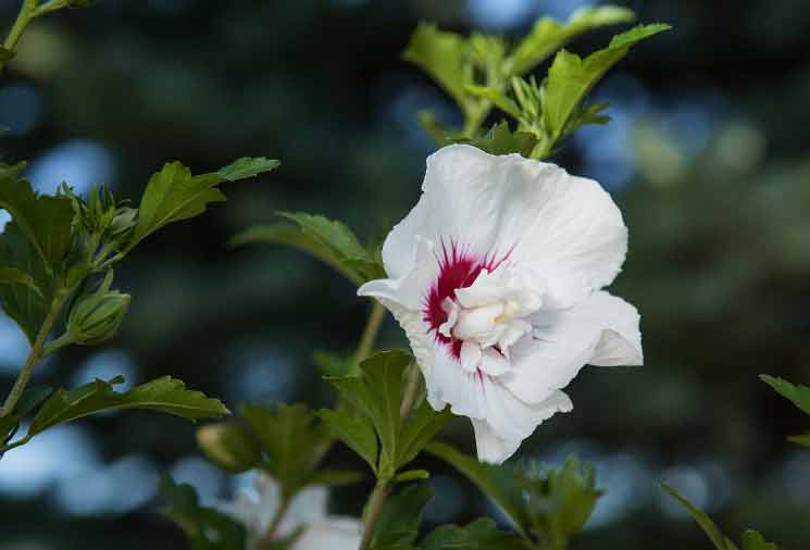 Hibiscus Care