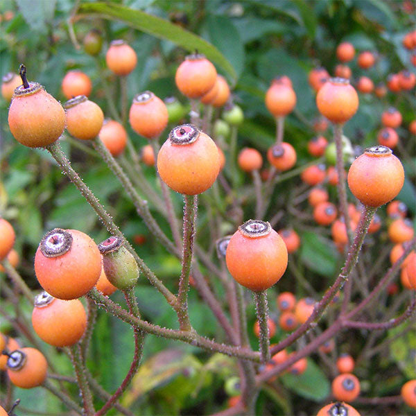 Roses with Hips