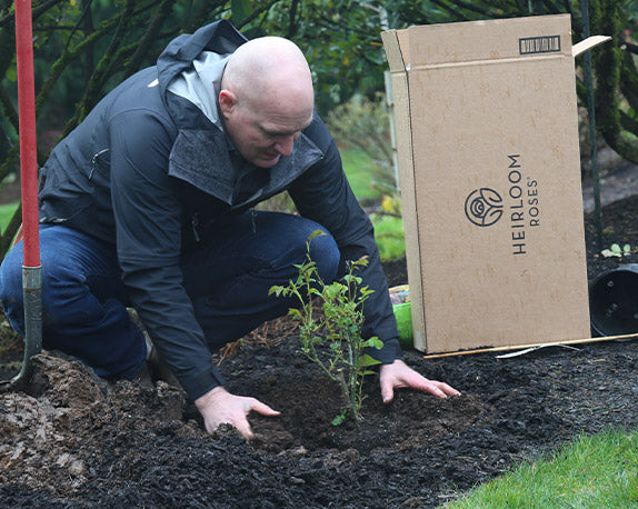 Planting Roses