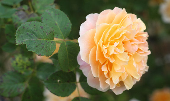 black spot on a rose