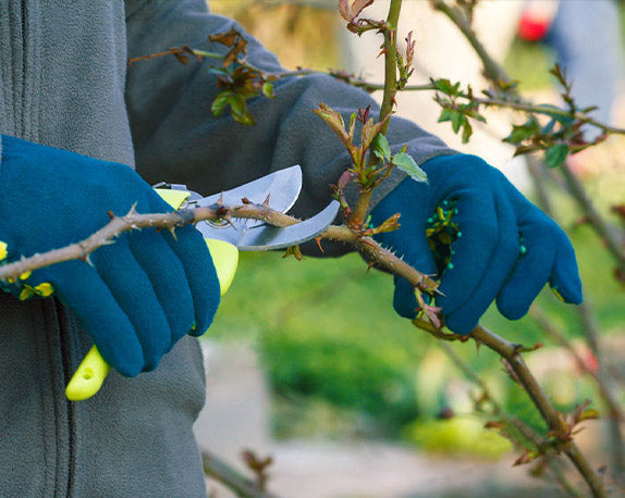 How To Prune Roses