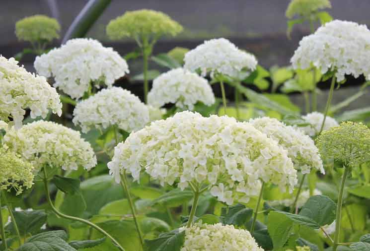 Hydrangea Care