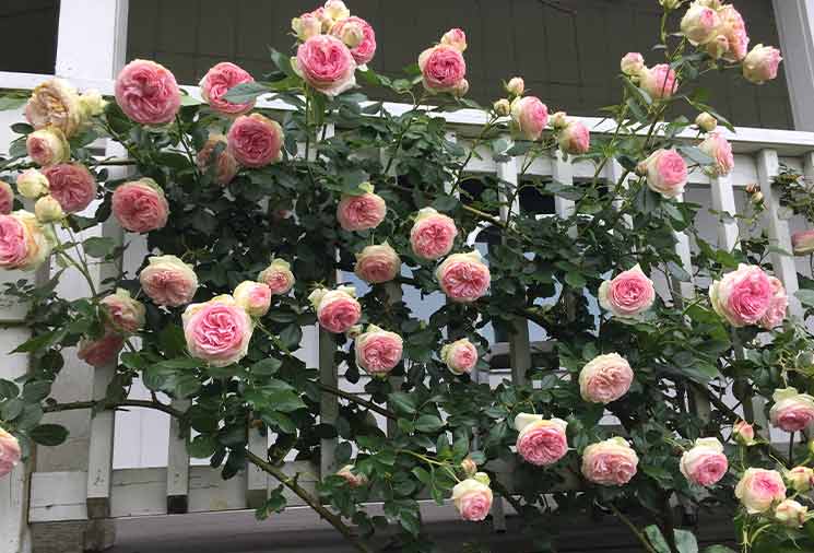 Prune Roses That Climb