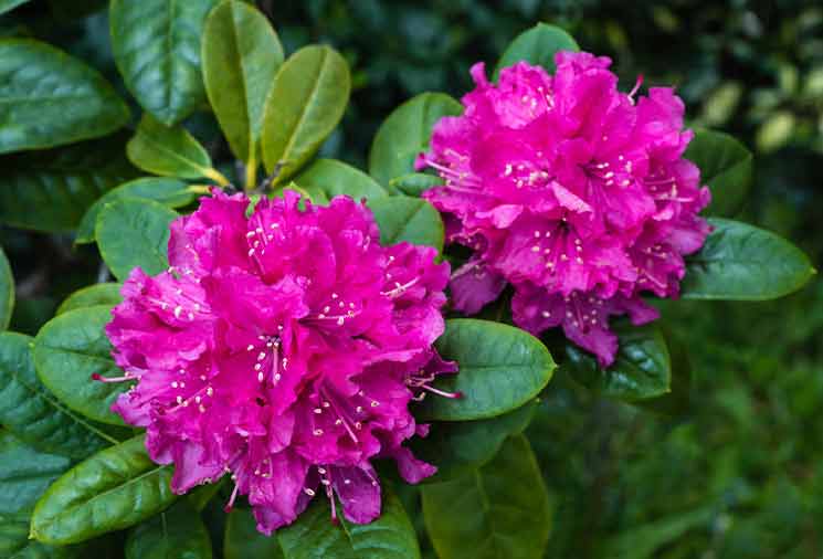 Rhododendron Care