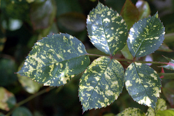 Rose Mosaic Virus