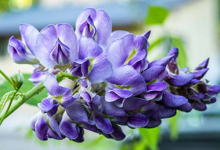 Wisteria Care