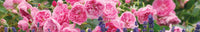 Best flower collection for David Austin® English Roses