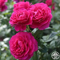 Best flower collection for Hybrid Tea Roses