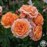 Best flower collection for All Roses