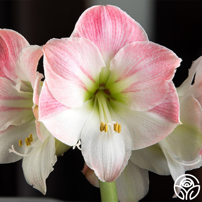 Amaryllis Bulbs