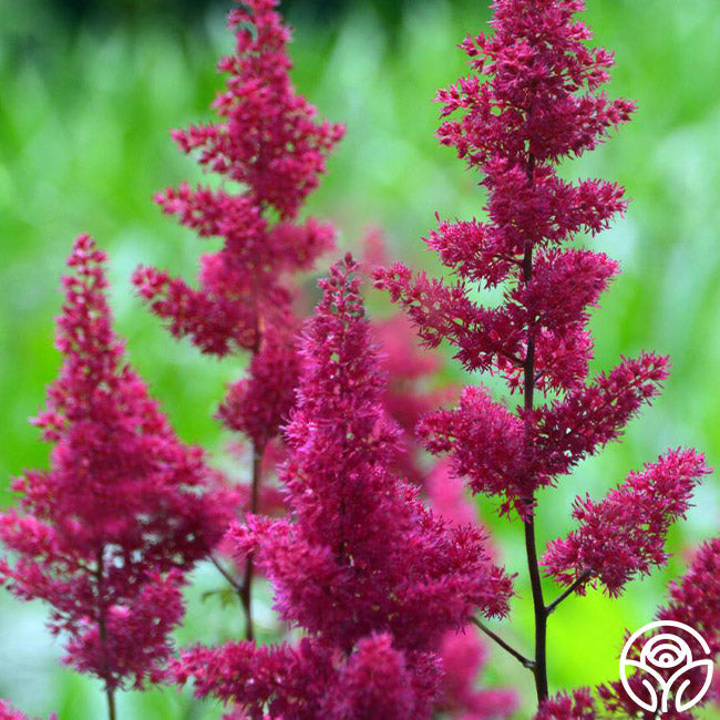 Astilbe