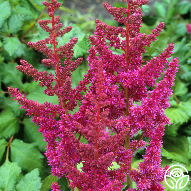 Astilbe