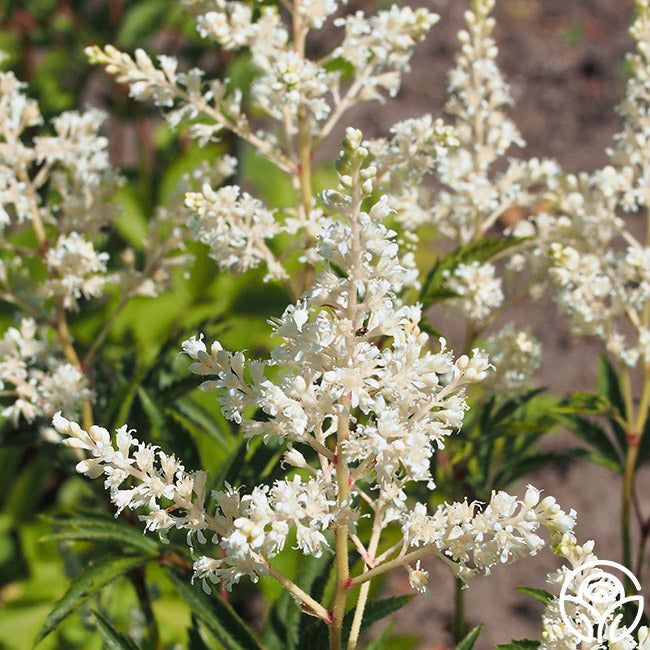 Astilbe