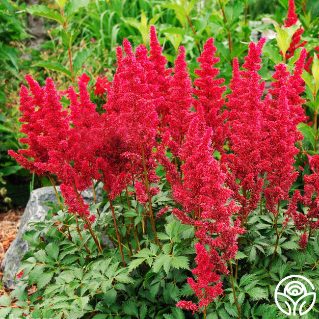 Astilbe