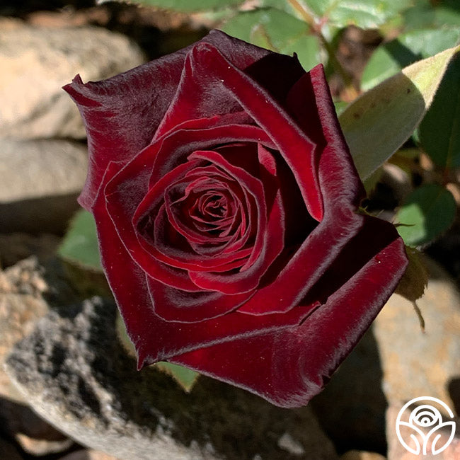 Black Baccara