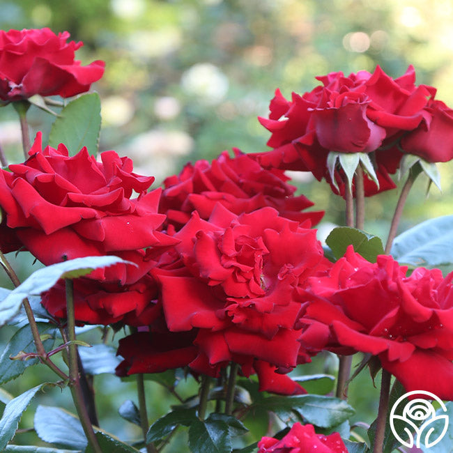 Crimson Bouquet