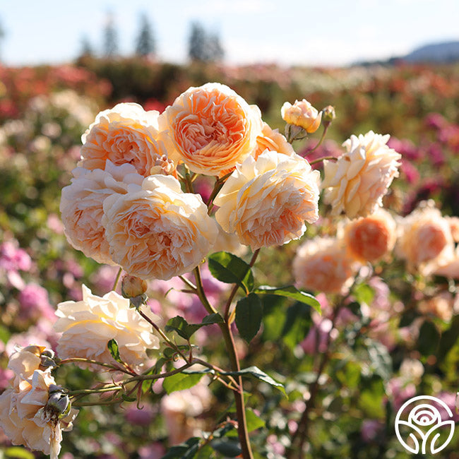 Crown Princess Margareta®