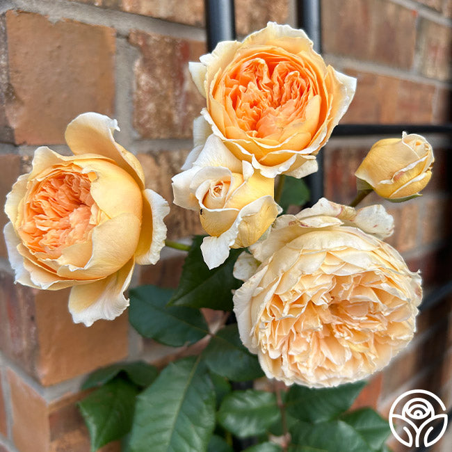 Crown Princess Margareta®