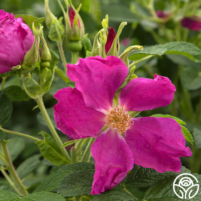 Rosa Rugosa