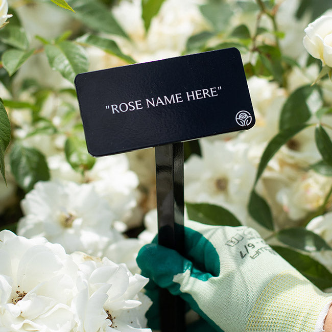 Black Forest Rose® Stake