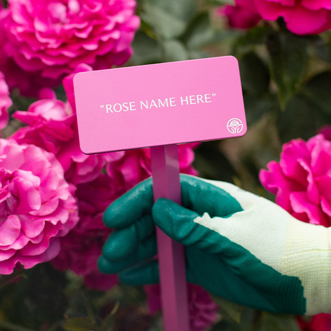 Black Forest Rose® Stake