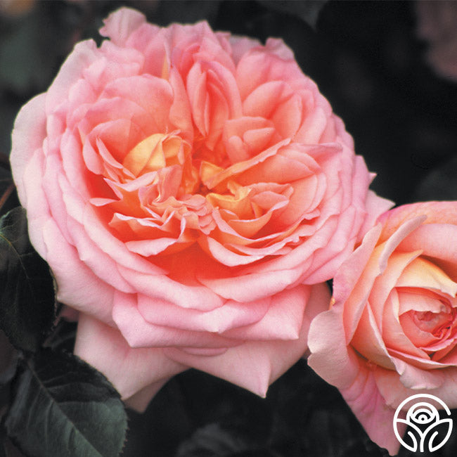 Abraham Darby®