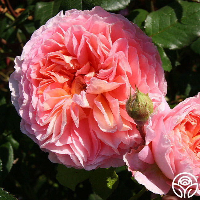 Abraham Darby®