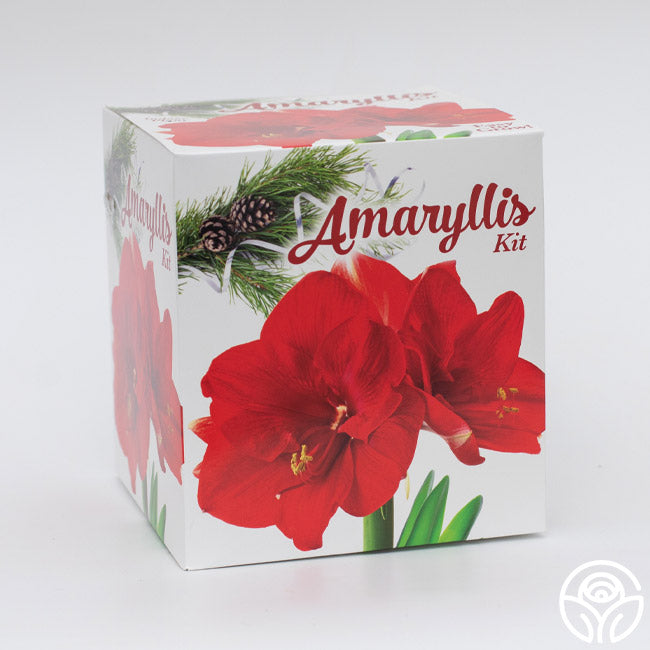 Winter Amaryllis Kit