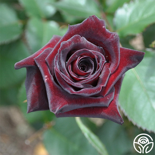 Black Baccara