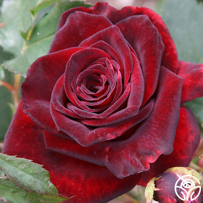 Black Baccara