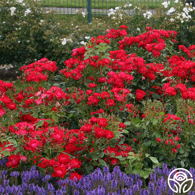 Black Forest Rose