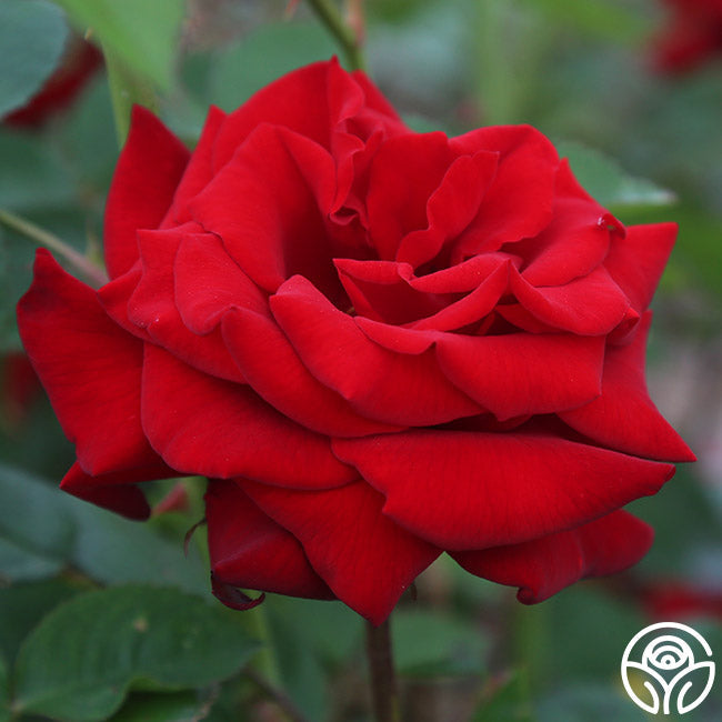 Crimson Bouquet