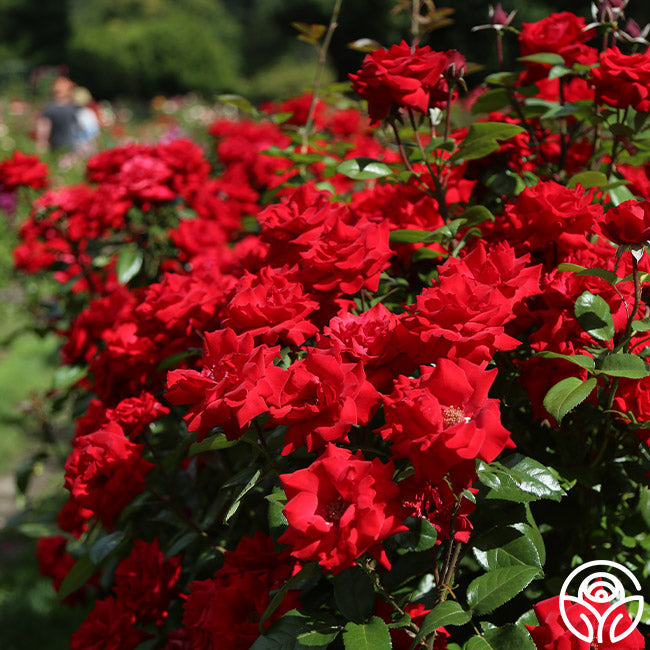 Crimson Bouquet