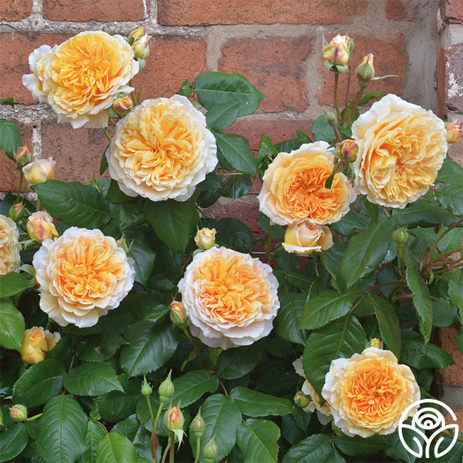 Crown Princess Margareta®