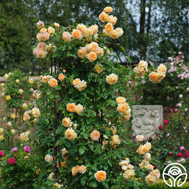 Crown Princess Margareta®