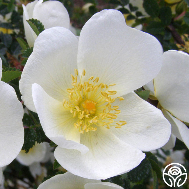 Dunwich Rose