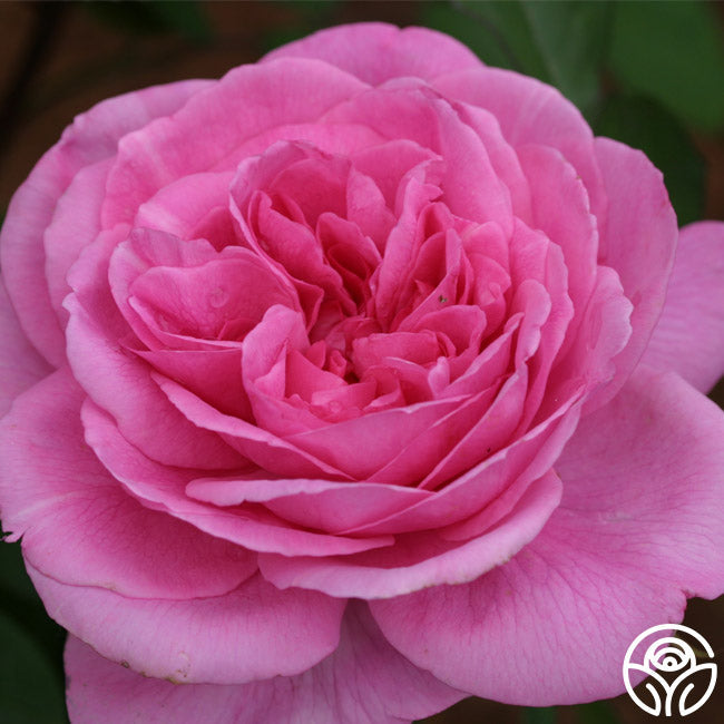 Gertrude Jekyll®