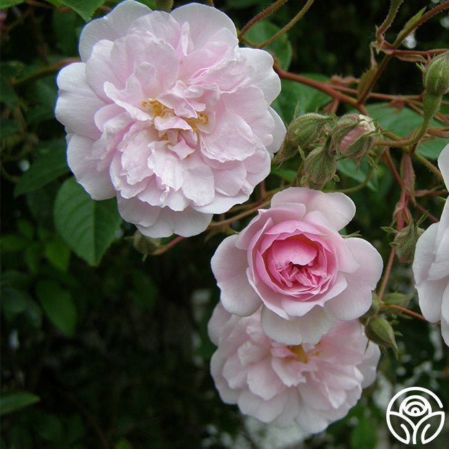 Paul's Himalayan Musk