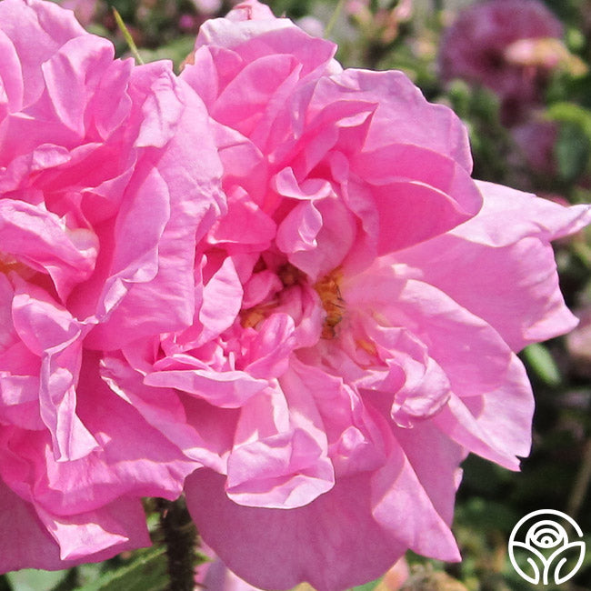 Rosa  Damascena Semperflorens (Autumn Damask)