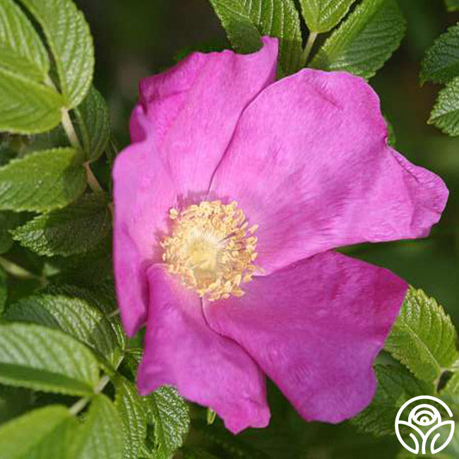 Rosa Rugosa