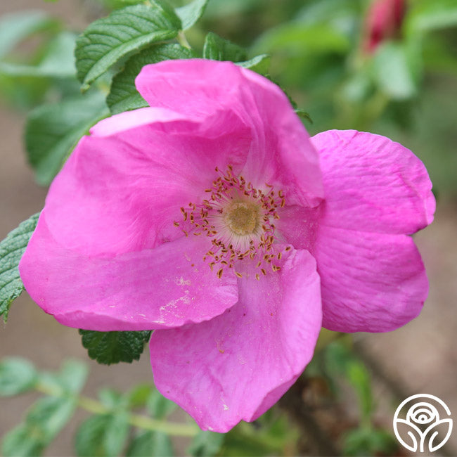 Rosa Rugosa Rubra