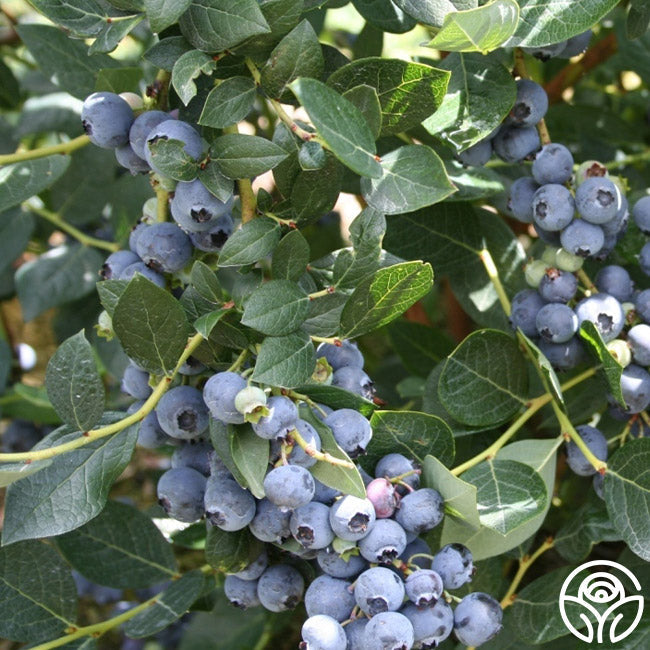 Top Hat Blueberry