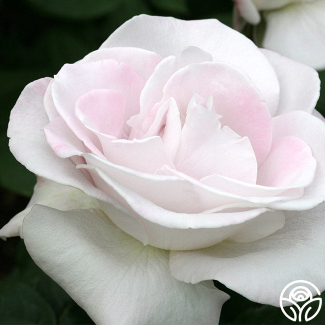 World War II Memorial Rose